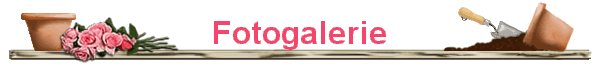Fotogalerie