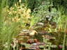 Teich mit Enten