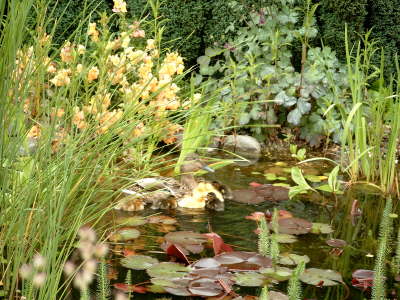Teich mit Enten
