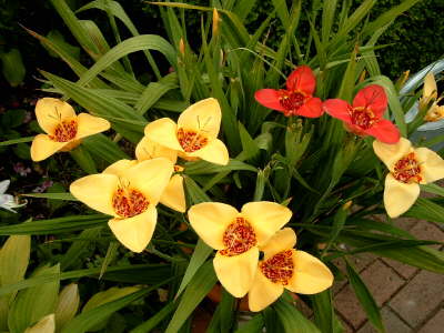 Tigerblume
