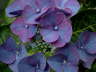 Hortensie