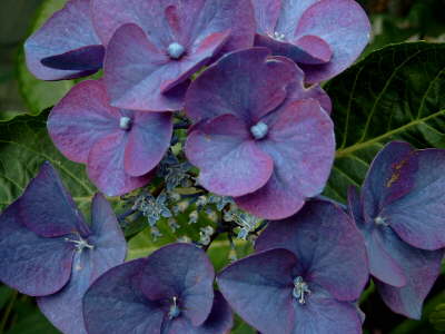 Hortensie